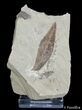 Fossil Willow Leaf From Green River Formation #3104-1